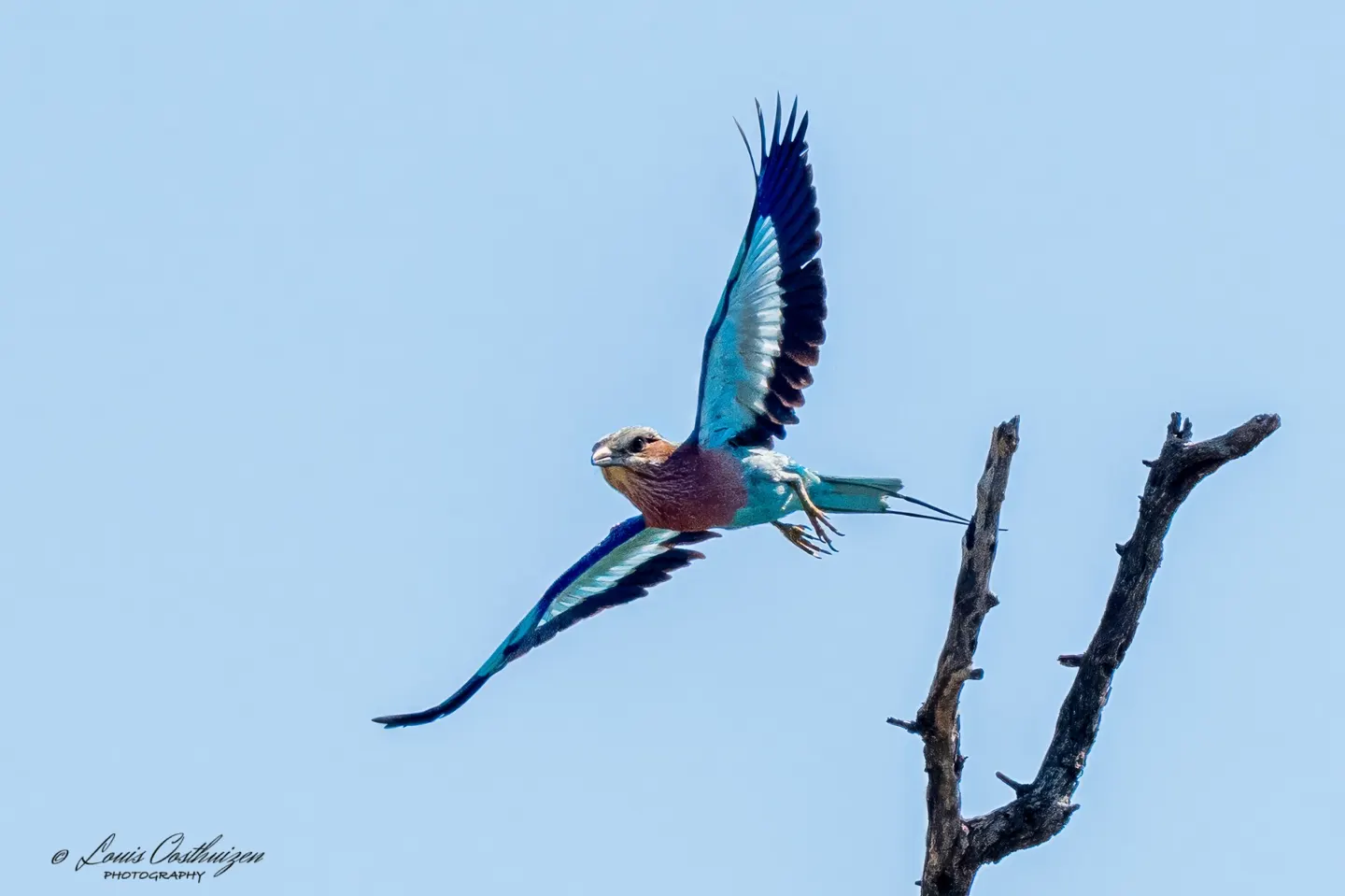 Lilac-breasted Roller in flight beside a branch, its turquoise wings fully extended